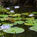  Blue Water Lilies ~   by happysnaps