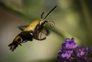 29th Aug 2022 - Hummingbird Moth
