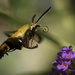 Hummingbird Moth by berelaxed