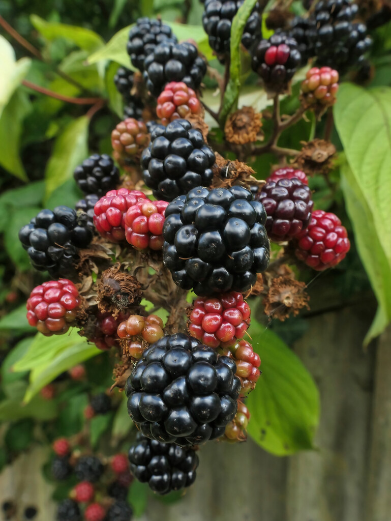Blackberries by gaf005
