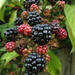 Blackberries by gaf005