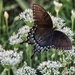 Black Swallowtail by 2022julieg