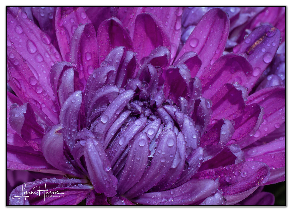 Purple Passion by lynne5477