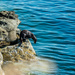 Sea Otter by kwind