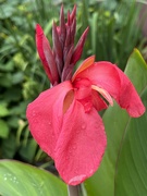 29th Aug 2022 - Red canna lily