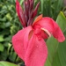 Red canna lily by amyk