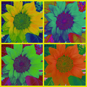 29th Aug 2022 - Sunflowers