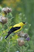 29th Aug 2022 - American Gold Finch
