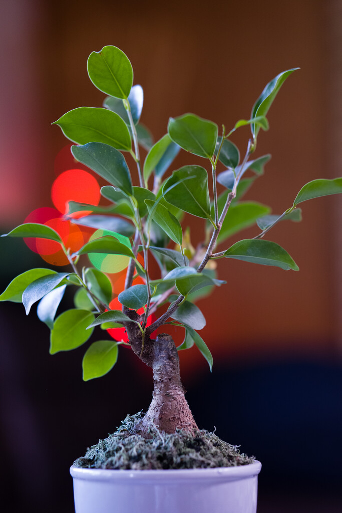 Bonsai Tree by tosee
