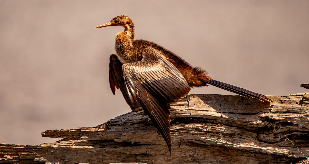 Anhinga Drying Out! by rickster549