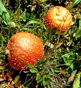 18th Aug 2022 - Colorful Mushrooms 