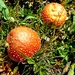 Colorful Mushrooms  by harbie