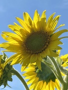 21st Aug 2022 - Sunflower 