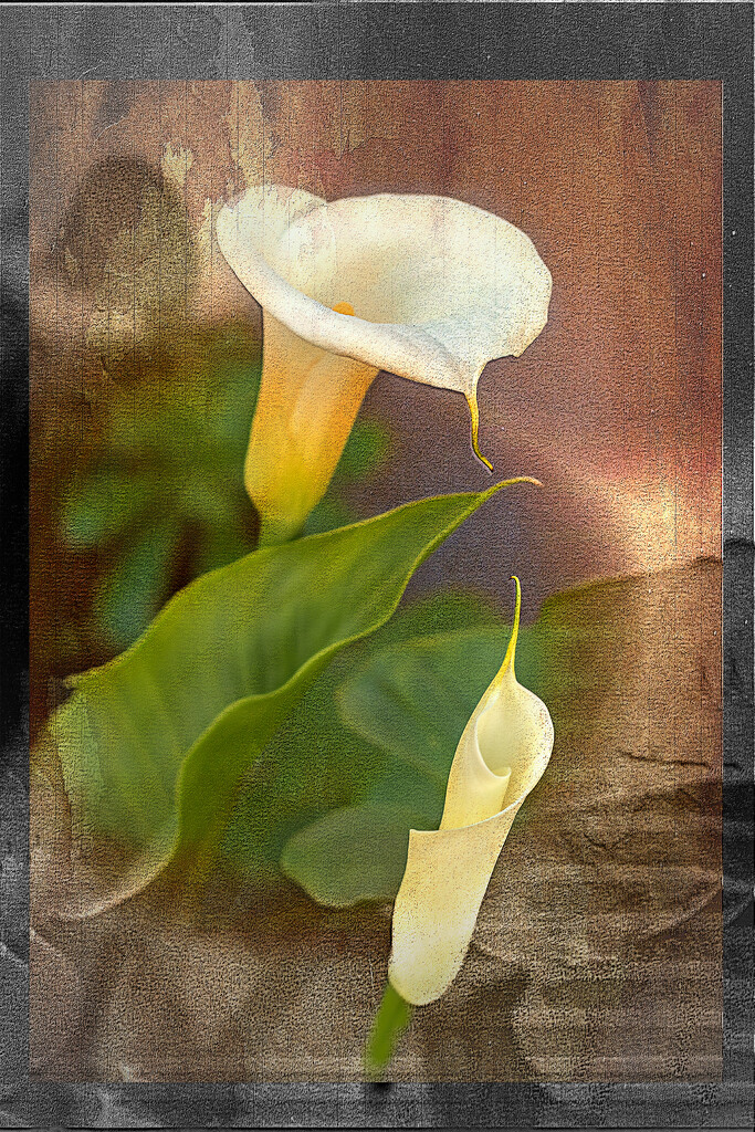 Arum Lily  by ludwigsdiana