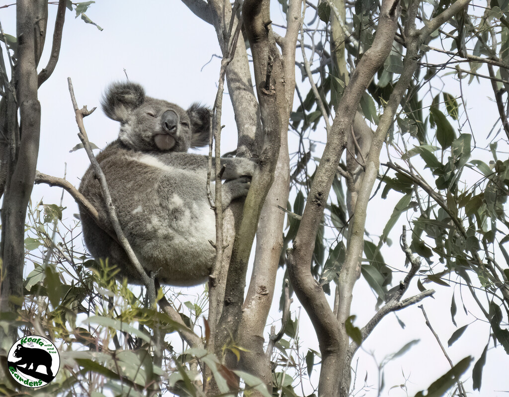 hey good lookin! by koalagardens