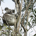 hey good lookin! by koalagardens