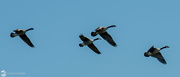30th Aug 2022 - Goose Fly Pass
