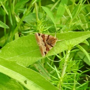 4th Aug 2022 - Burnet Companion Moth