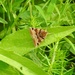 Burnet Companion Moth by oldjosh