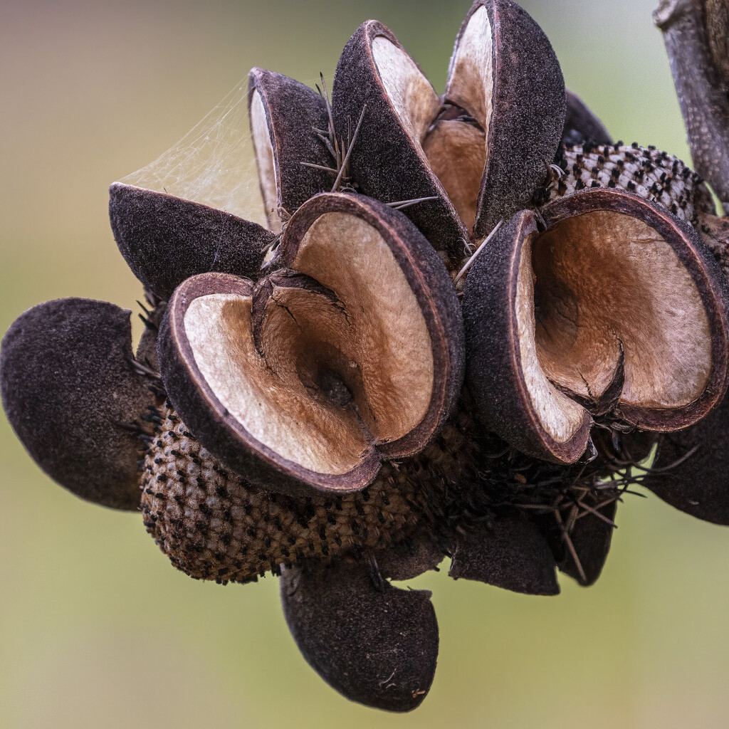 Banksia Nut by bugsy365