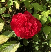30th Aug 2022 - Red Rose