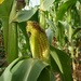 Maize by 365projectorgjoworboys