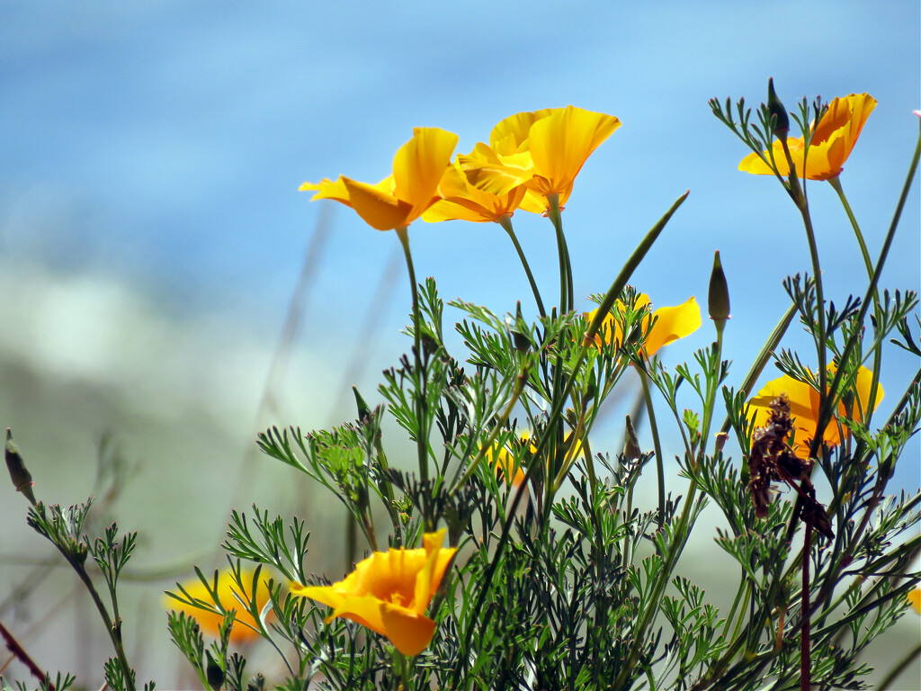 California Poppies Still Blooming by seattlite