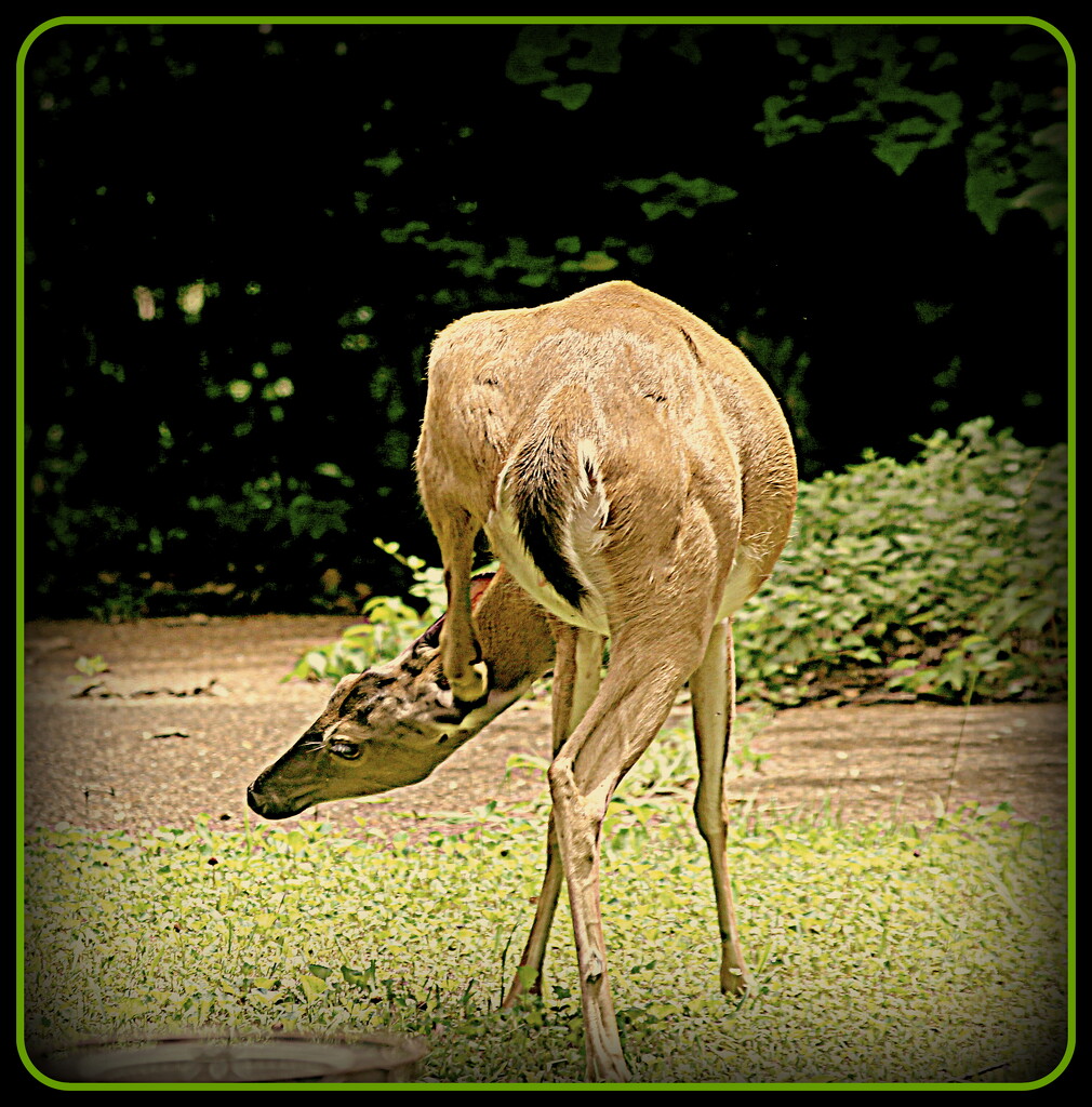 How would a deer scratch his ear? by vernabeth