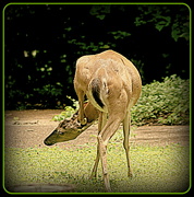 29th Aug 2022 - How would a deer scratch his ear?