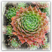 Pincushion succulent , by beryl