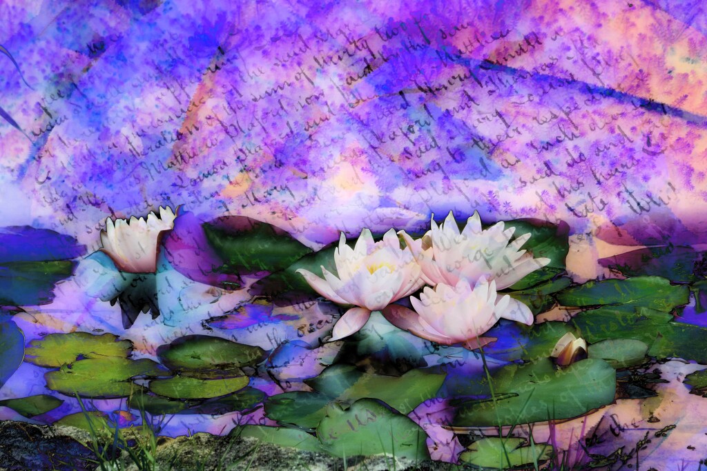 Abstract-31-Waterlilies  by beryl