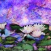 Abstract-31-Waterlilies 