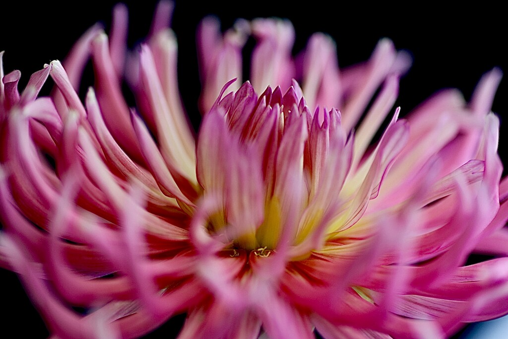 Close up Dahlia by carole_sandford