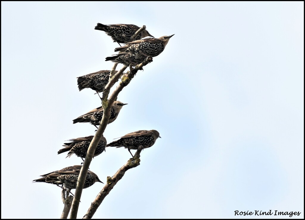 Starlings galore by rosiekind