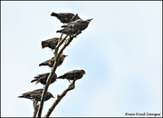 30th Aug 2022 - Starlings galore