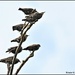 Starlings galore by rosiekind