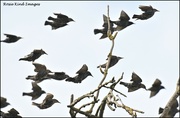 30th Aug 2022 - A flock of starlings