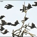 A flock of starlings by rosiekind