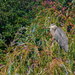 Perching Heron by gardencat