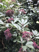 30th Aug 2022 - Elderberries - just about ready for harvesting