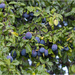 Plums by pcoulson