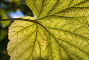 30th Aug 2022 - Backlit leaf