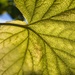 Backlit leaf by okvalle
