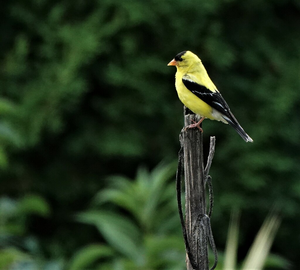 American Goldfinch  by radiogirl