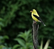 31st Aug 2022 - American Goldfinch 