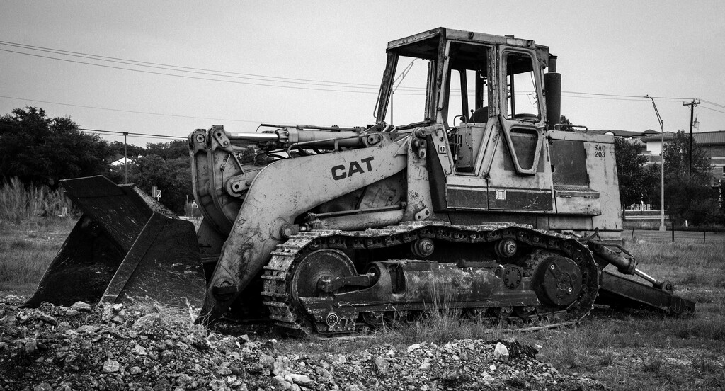 Old Cat by dkellogg
