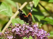 8th Aug 2022 - Red Admiral 