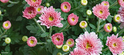 30th Aug 2022 - Pink Mums