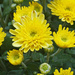 Yellow Mums by larrysphotos