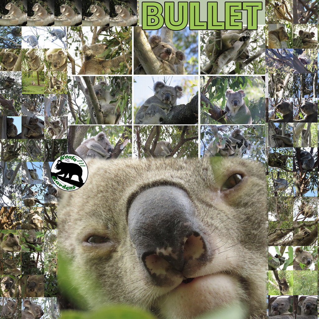 RIP Bullet - best koala ever by koalagardens